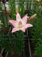 [5130 Couplet VZ No01.JPG]